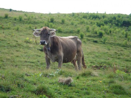 Kráva.