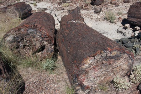Petrified forest