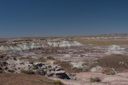Petrified forest