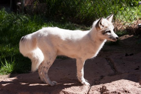 Foxík.