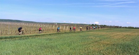 Bikeři na vinohradu.