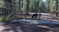 /album/williams-bearizone-2012/a01-custom-jpg8/