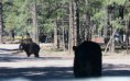 /album/williams-bearizone-2012/a08-custom-jpg8/