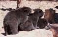 /album/williams-bearizone-2012/a19-custom-jpg6/