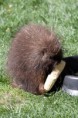 /album/williams-bearizone-2012/a21-custom-jpg7/